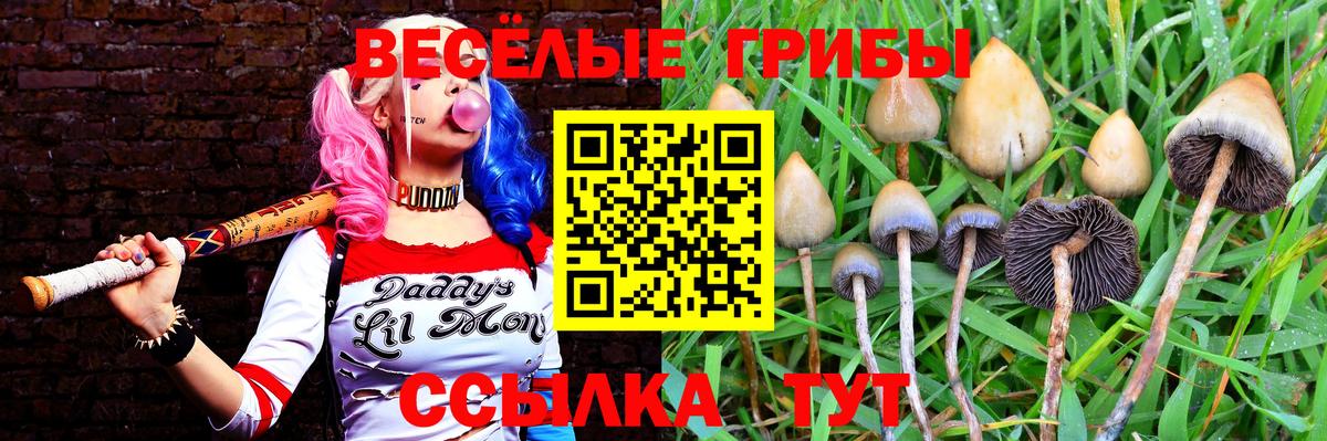 Галлюциногенные грибы Psilocybe Балтийск
